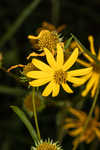 Longleaf sunflower